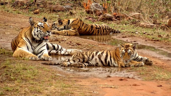 Tygři v Indii.