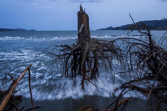 ATTENTION EDITORS - PICTURE 5 OF 18 OF THE WINNERS OF THE 56th WORLD PRESS PHOTO CONTEST 2013 Daniel Berehulak of Australia, a photographer working for Getty Images, has won the third prize in the General News Stories category of the World Press Photo Contest 2013 with the series "Japan after the wave". The picture shows pine trees uprooted during the tsunami laying strewn over the beach in Rikuzentakata, taken on March 7, 2012 and distributed by the World Press Photo Foundation February 15, 2013. The prize-winning entries of the World Press Photo Contest 2013, the world's largest annual press photography contest, were announced today, February 15, 2013. REUTERS/Daniel Berehulak/Getty Images/World Press Photo/Handout (JAPAN - Tags: DISASTER MEDIA SOCIETY) ATTENTION EDITORS - THIS IMAGE WAS PROVIDED BY A THIRD PARTY. FOR EDITORIAL USE ONLY. NOT FOR SALE FOR MARKETING OR ADVERTISING CAMPAIGNS. THIS PICTURE IS DISTRIBUTED EXACTLY AS RECEIVED BY REUTERS, AS A SERVICE TO CLIENTS. NO SALES. NO ARCHIVES. Published: Úno. 15, 2013, 10:04 dop.