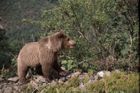 Český turista se v Tatrách zranil při útěku před medvědem