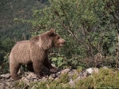 Ve dvou případech už letos na Slovensku medvěd zaútočil na lidi a to nedaleko Ružomberka na lesníka na frekventované lesní cestě a před týdnem v blízkosti obce Oravský Bílý Potok.