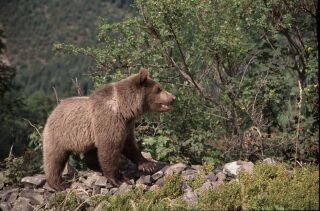 Medvěd hnědý napadl na Slovensku již několikrát lidi