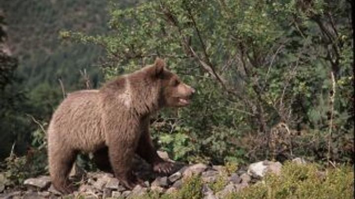 Český turista se v Tatrách zranil při útěku před medvědem