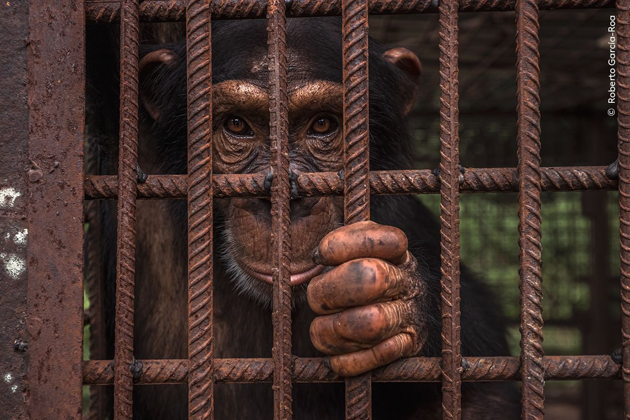 Wildlife Photographer of the Year 2023. Snímky nominované na cenu veřejnosti People Choice Award