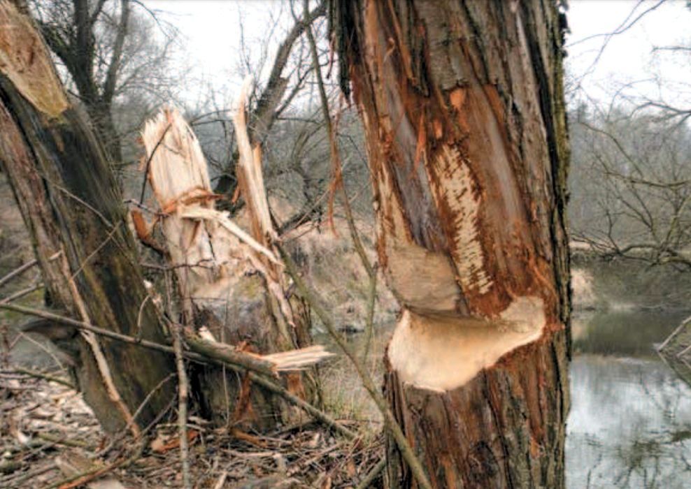 Krajina Poodří - bobr