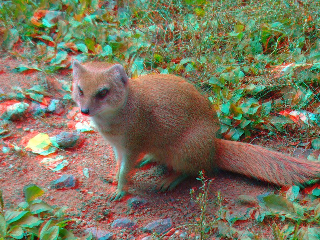 ZOO 3D
