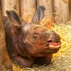 Zoo, Plzeň, nosorožec indický, mládě, narození
