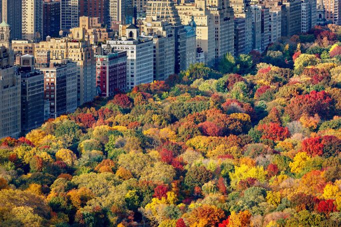 Koruny barevně zbavených stromů v Central Parku v New Yorku během podzimního období.