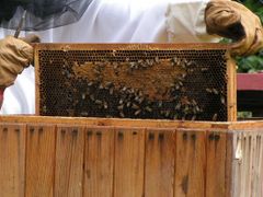Včely nejen vyrábějí med, ale také opylují většinu rostlin
