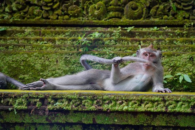 Finalisté Comedy Wildlife Photography Awards 2023