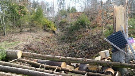 Místo dřevorubců pomáhá v ZOO Olomouc lesnický stroj