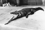 Helmut Newton: Krokodýl, Wuppertal, 1983.