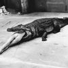 Helmut Newton: Krokodýl