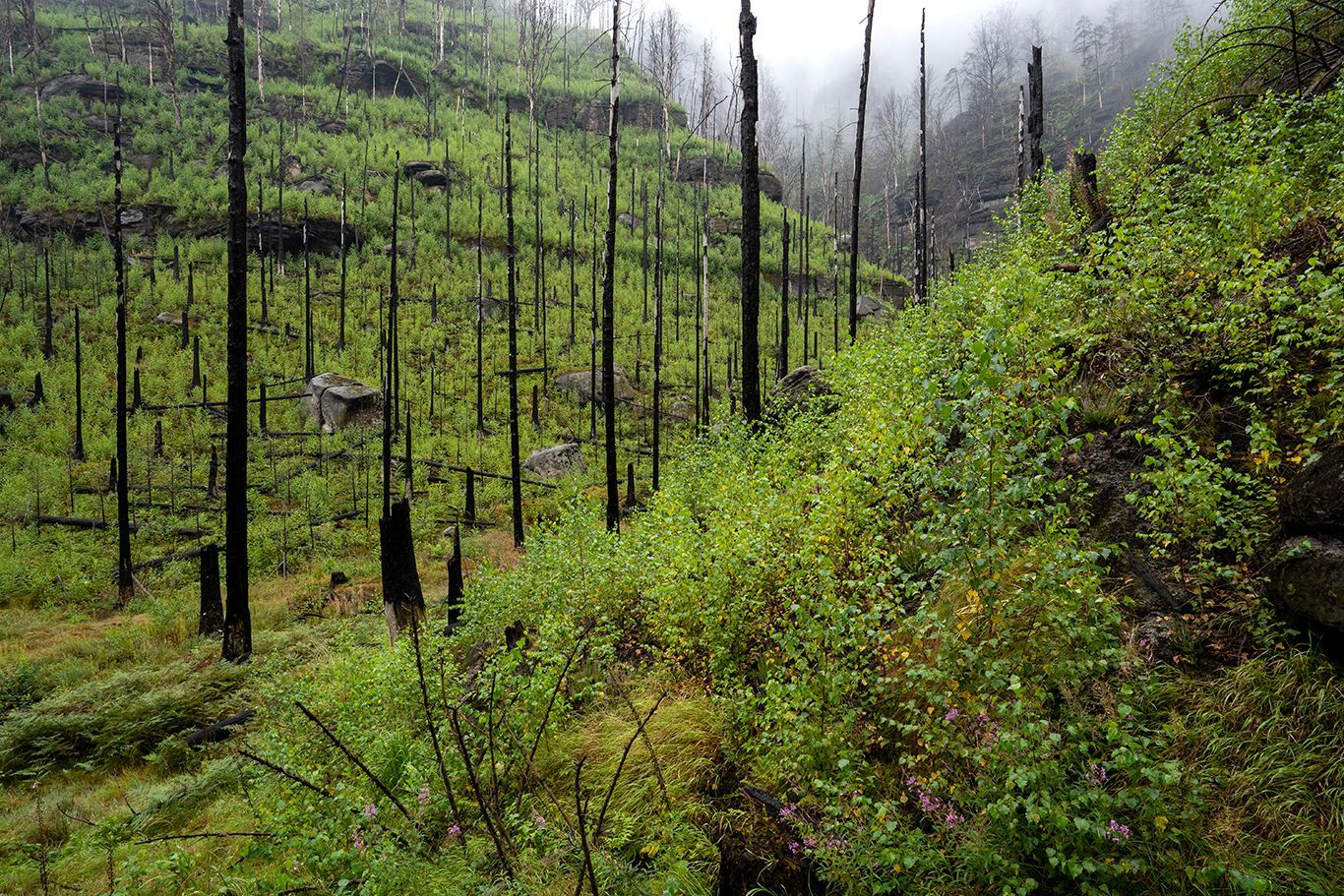 NP České Švýcarsko