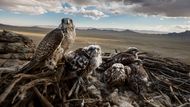 Brent Stirton, Sokolnictví. Samice raroha velkého s mláďaty v mongolské oblasti Erdene Sant. Rarohové patří mezi ohrožené druhy.