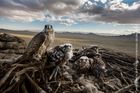 Brent Stirton, Sokolnictví. Samice raroha velkého s mláďaty v mongolské oblasti Erdene Sant. Rarohové patří mezi ohrožené druhy.