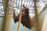Transport nového orangutana