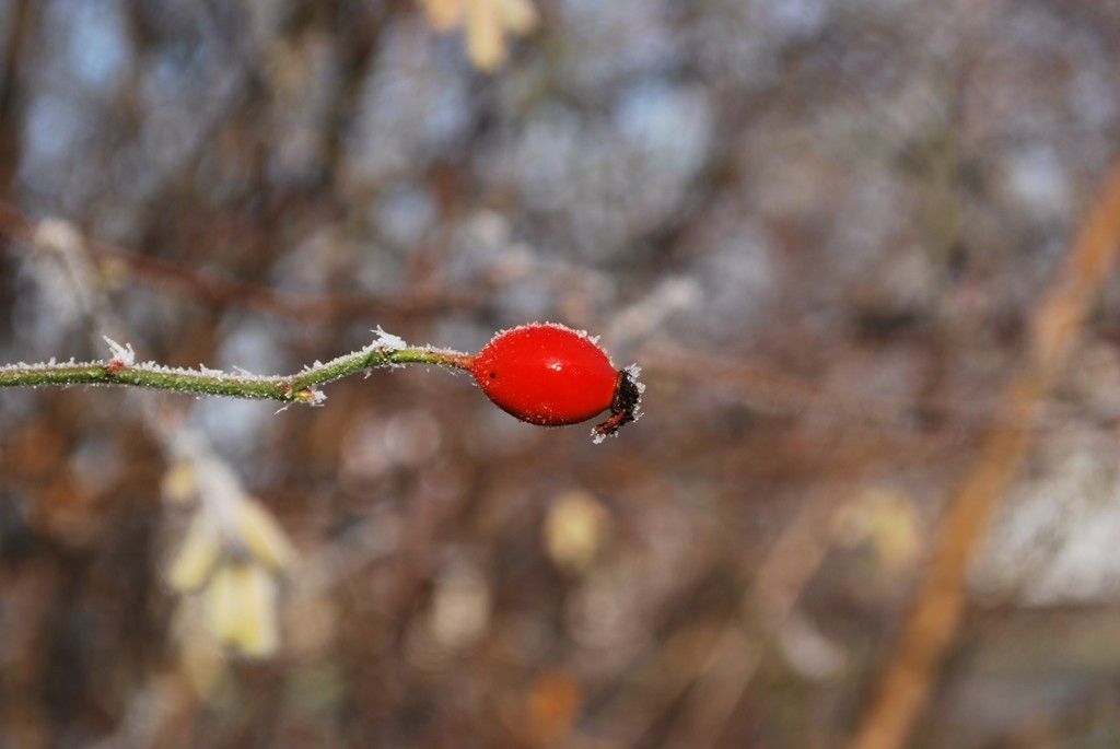 Jinovatka, zima, mráz - ilustrační foto - Veselí nad Lužnicí