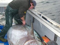20. říjen 2008: Vědci upevňují půltunovému tuňákovi vysílač před tím, než jej vypustí zpět do moře u pobřeží kanadské provincie Nové Skotsko. Byl to jubilejní tisící vysílač, který mořští biologové použili.