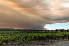 Požáry v Kalifornii zničily vinaři hrozny. Místo vína teď dělá kouřovou vodku