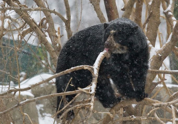 Medvěd brýlatý, kterému se někdy říká Andský medvěd. Smithsonian National Zoological Park, USA.