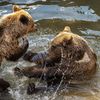 Slovensko a medvědi - zoo Bojnice a Mosty u Jablunkova