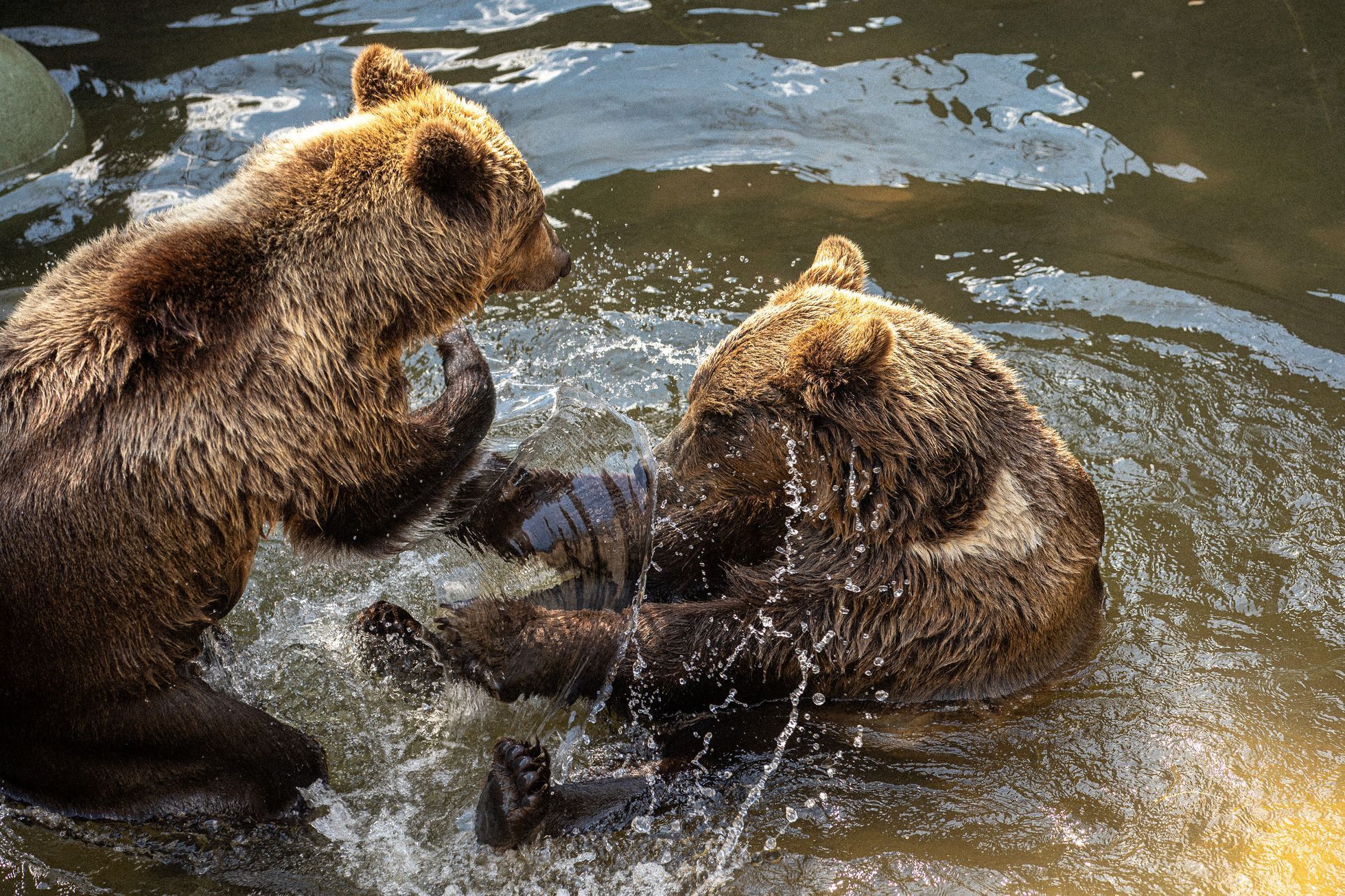 Slovensko a medvědi - zoo Bojnice a Mosty u Jablunkova