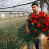 Palestinský farmář nese náruč karafiátů určených pro vývoz z Gazy