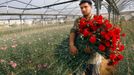 Palestinský farmář nese náruč karafiátů určených pro vývoz z Gazy. Izrael dočasně zmírnil blokádu a palestinští pěstitelé mohou k Valentýnu do Evropy vyvézt 25 tisíc rudých karafiátů.