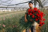 Palestinský farmář nese náruč karafiátů určených pro vývoz z Gazy. Izrael dočasně zmírnil blokádu a palestinští pěstitelé mohou k Valentýnu do Evropy vyvézt 25 tisíc rudých karafiátů.