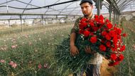 Palestinský farmář nese náruč karafiátů určených pro vývoz z Gazy. Izrael dočasně zmírnil blokádu a palestinští pěstitelé mohou k Valentýnu do Evropy vyvézt 25 tisíc rudých karafiátů.