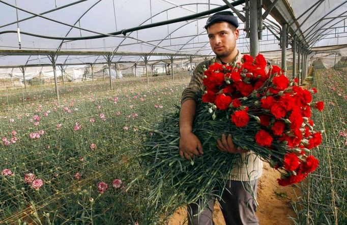 Palestinský farmář nese náruč karafiátů určených pro vývoz z Gazy. Izrael dočasně zmírnil blokádu a palestinští pěstitelé mohou k Valentýnu do Evropy vyvézt 25 tisíc rudých karafiátů.