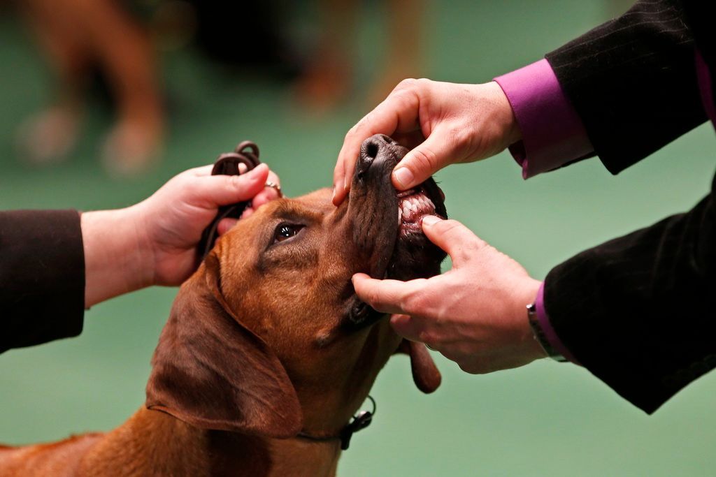 Westminster Kennel Club Dog Show