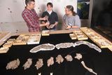 Vědci z floridské univerzity nad kostmi největšího hada