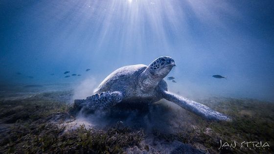 V galerii najdete fotky, které vybral vítěz soutěže Czech Nature Photo Jan Stria speciálně pro čtenáře Aktuálně.cz.