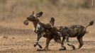 Wildlife Photographer of the Year 2018 - snímky ze soutěže