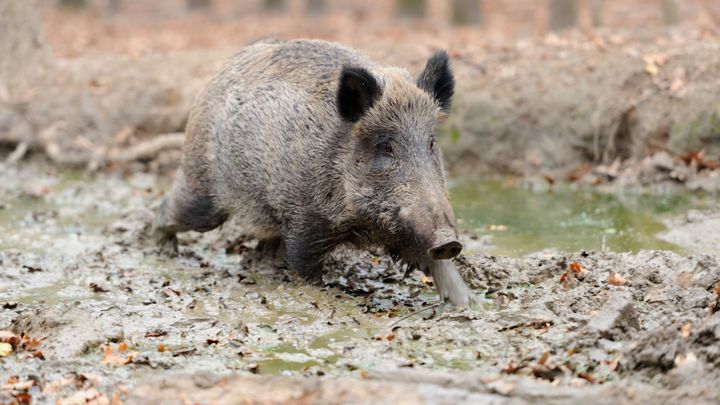 Myslivci od začátku roku odstřelili o třetinu více divočáků, prodej masa ale zpomalil