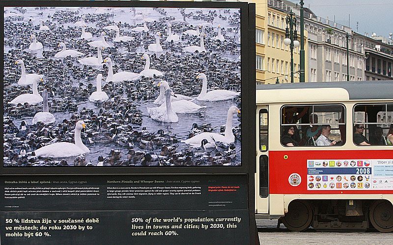 Zvířata na náměstí