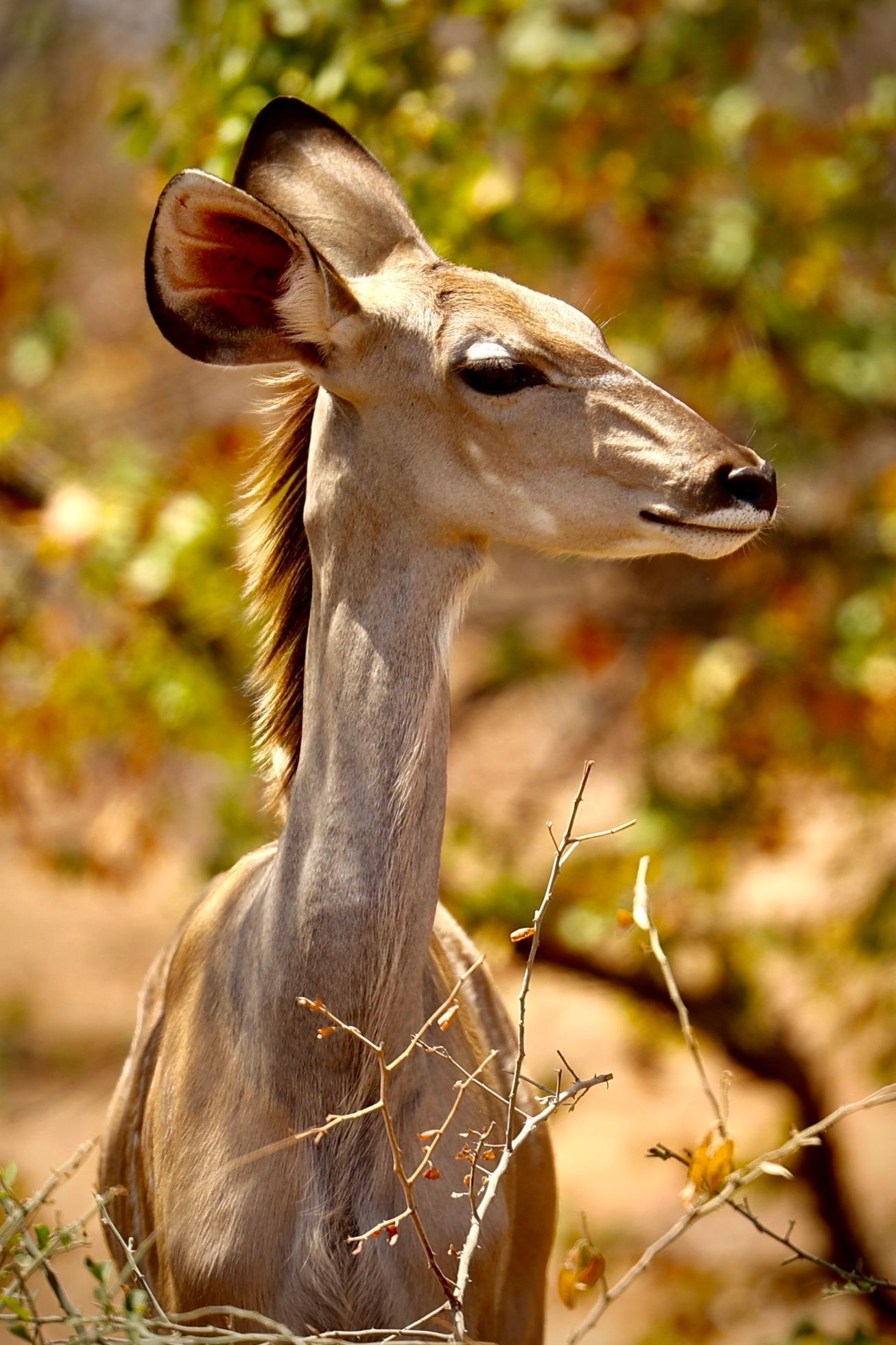 Fotky Tondy Růžka z Afriky