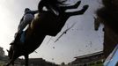 Wishfull Thinking (L) falls, unseating jockey Richard Johnson during the Queen Mother Champion Steeple Chase at the Cheltenham Festival horse racing meet in Gloucestershire, western England March 14, 2012.