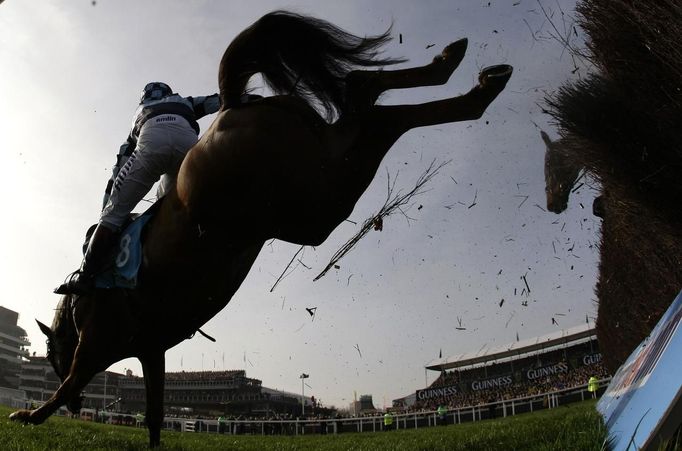 Wishfull Thinking (L) falls, unseating jockey Richard Johnson during the Queen Mother Champion Steeple Chase at the Cheltenham Festival horse racing meet in Gloucestershire, western England March 14, 2012.