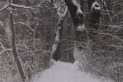 Sníh láme stromy, lidé by se měli vyhnout lesům