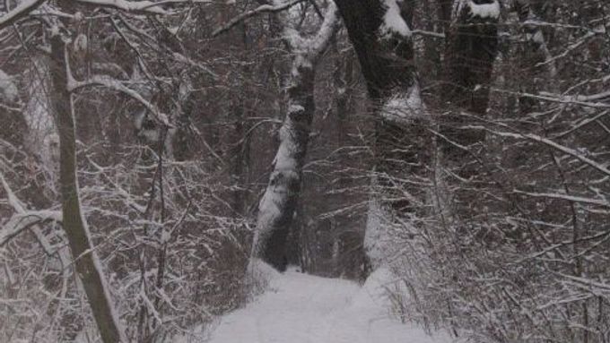 Sněhová nadílka vytvořila krásnou zimní atmosféru především v přírodě, jak je patrno také ze zámecké aleje v Tovačově. Snímek je ze soboty 9. ledna 2010.
