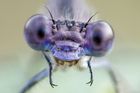I ochranáři často odmítají přírodě pomáhat, jakkoli absurdně to zní, říká entomolog
