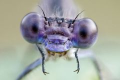I ochranáři často odmítají přírodě pomáhat, jakkoli absurdně to zní, říká entomolog