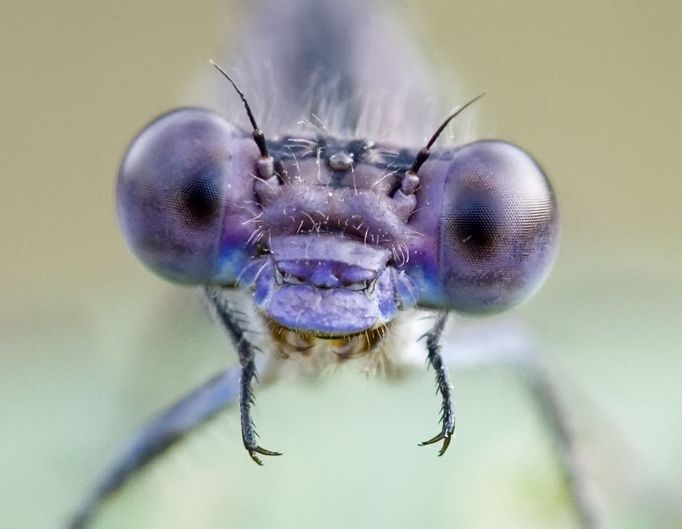 Blue damselfly