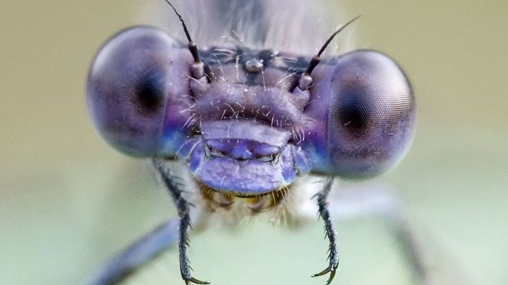 I ochranáři často odmítají přírodě pomáhat, jakkoli absurdně to zní, říká entomolog