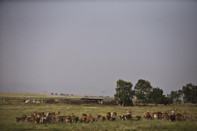 Israeli cowboys, Amit (L) and Alon (R), tend cattle on a ranch just outside Moshav Yonatan, a collective farming community, about 2 km (1 mile) south of the ceasefire line between Israel and Syria in the Golan Heights May 2, 2013. Cowboys, who have been running the ranch on the Golan's volcanic rocky plateau for some 35 years, also host the Israeli military, who use half of the cattle farm, 20,000 dunams (5,000 acres), as a live-fire training zone. Israel captured the Golan Heights from Syria in the 1967 Middle East war and annexed the territory in 1981, a move not recognized internationally. Picture taken May 2, 2013. REUTERS/Nir Elias (ENVIRONMENT ANIMALS SOCIETY) ATTENTION EDITORS: PICTURE 1 OF 27 FOR PACKAGE 'COWBOYS OF THE GOLAN HEIGHTS' SEARCH 'COWBOY GOLAN' FOR ALL IMAGES Published: Kvě. 29, 2013, 10:01 dop.