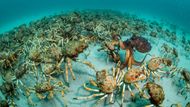 BEZOBRATLÍ: Justin Gilligan (Austrálie): Překvapení krabi. (Nikon D810 + 15mm; 1/100 s, f/14; ISO 400; pouzdro Nauticam; 2x Ikelite DS161).