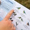 Sčítání ptáků - Ptačí hodinka, Česká ornitologická společnost - příroda, ptactvo, sýkora, koňadra, pták, ptáci