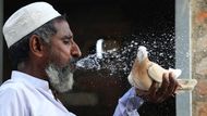 Peshawar, Pákistán: muž v horku vymyslel netradiční způsob ochlazení, svému holubovi dopřává osvěžující vodní spršku přímo z úst.